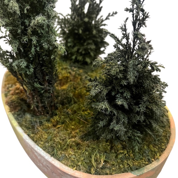 FOREVER GREEN ART Potted Quartet Mini Cypress Tree In‎ Oval Terra Cotta Planter - Picture 9 of 12